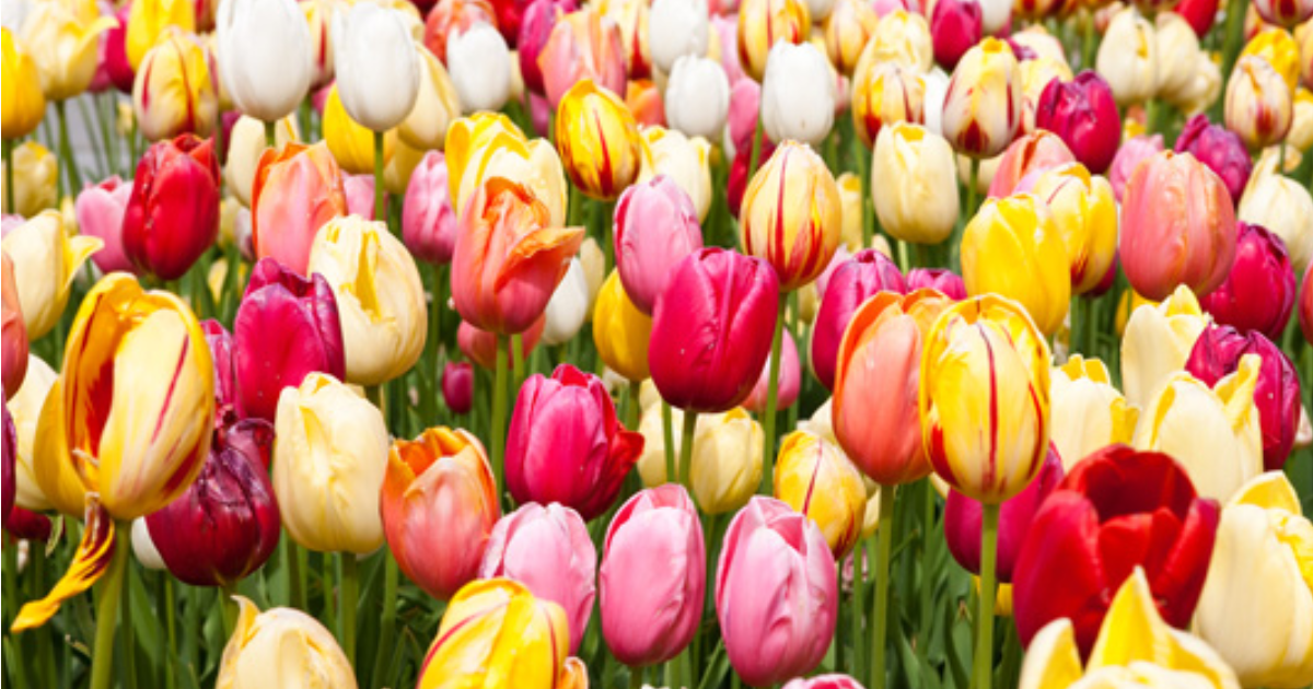 Let's Talk Tulips!